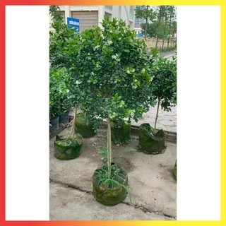 Cây nguyệt quế thân Tree to cao 1M