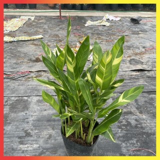 Cây chuối mỏ két cẩm thạch bụi to