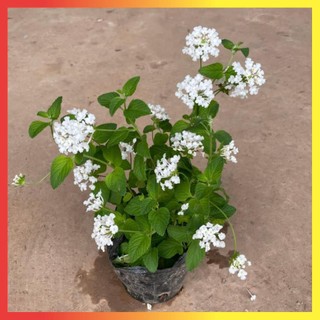 Cây hoa ngũ sắc trắng 20cm cây có thể ra hoa quanh năm