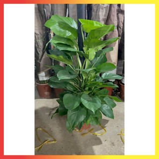 Cây Trầu bà leo cột 1m lá xanh trồng chậu nhựa tán to rộng