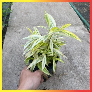 Bụi Trúc Nhật Vàng Mini