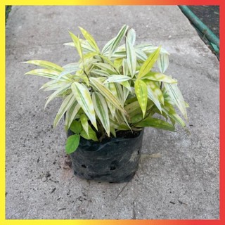 Bụi Trúc Nhật Vàng Mini