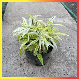 Bụi Trúc Nhật Vàng Mini