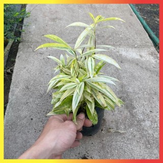 Bụi Trúc Nhật Vàng Mini
