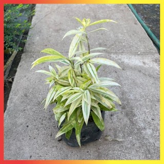 Bụi Trúc Nhật Vàng Mini