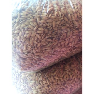 1kg lúa hạt tròn cho gà đá, cu gáy - lúa rê sạch chắc hạt nông sản hùng lỳ