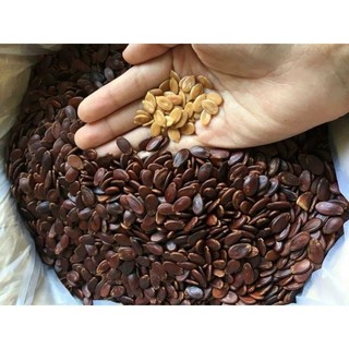 Hạt dưa ngày tết