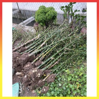Cây trúc phật bà - 1 thân