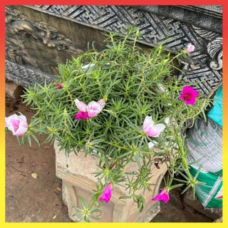 Giỏ mười giờ mỹ treo