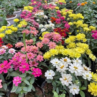 Cây hoa cúc zinnia sẵn hoa nở đẹp