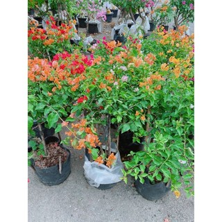 Cây Hoa Giấy Hàng Đẹp