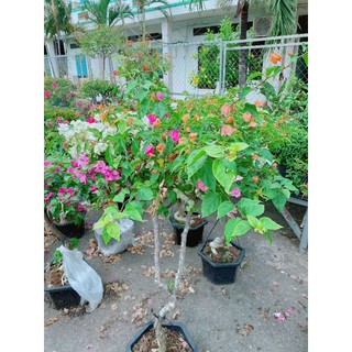 Cây Hoa Giấy Hàng Đẹp