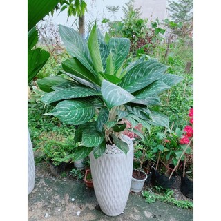 Chậu Bạch Mã Hoàng Tử Lớn
