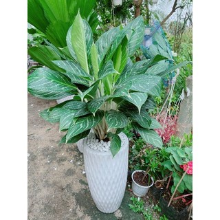 Chậu Bạch Mã Hoàng Tử Lớn