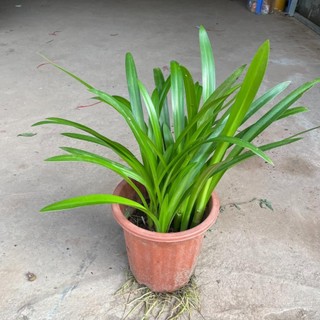 Cây bạch trinh biển, củ bạch trinh, cây trồng trang trí sân vườn 68