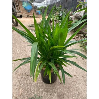 Cây lá dứa, lá nếp cao 25cm thân to khỏe 86