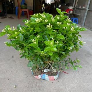 Cây hoa nhài ta bụi to cỡ lớn 70cm