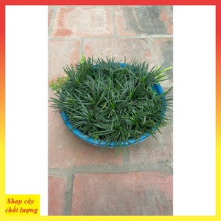 Cây cỏ gấu mỹ