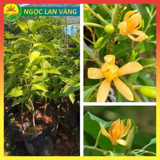Cây giống Ngọc Lan vàng, cây giống ghép cành sớm cho hoa