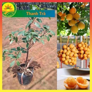 Thanh trà giống, cây giống chuẩn 100 %, dễ trồng