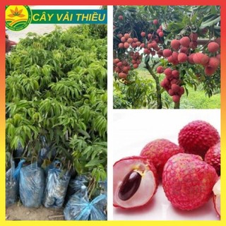 Cây Vải Thiều Lục Ngạn giống siêu quả cho năng suất cao