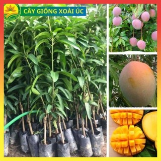 Cây giống Xoài Úc, giống xoài năng suất cao