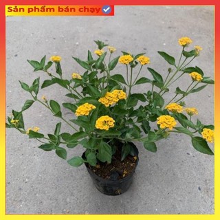 Cây hoa ngũ sắc vàng, hoa nở quanh năm, trồng trang trí
