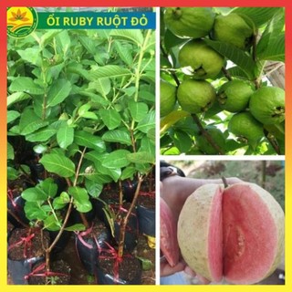 Cây giống ổi Ruby, Cây cao khoảng 30cm, cho quả sau 1 năm trồng