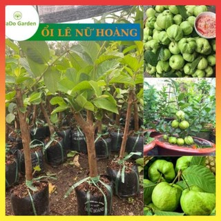 Ổi Nữ Hoàng giống ổi rất phù hợp trồng chậu, cây chỉ cao 60 cm