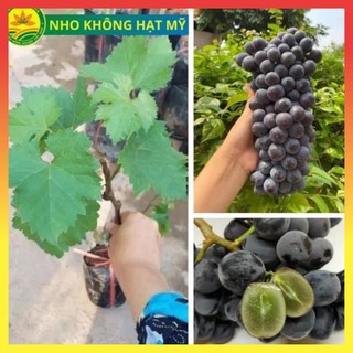 Cây giống nho Mỹ không hạt, cây giống thế hệ mới, sai trái, sớm cho quả