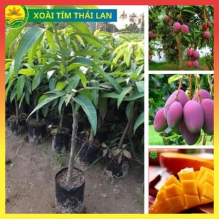 Cây giống xoài tím Thái Lan, giống cây ăn trái nhập khẩu F1 mới