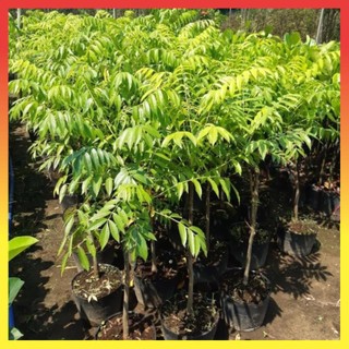 Cây giống Cóc Thái Bonsai cây cao 80cm, cho quả sau 3 tháng trồng
