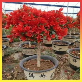 Hoa giấy đỏ lửa, Hoa giấy Red Samba 60cm, cây đẹp