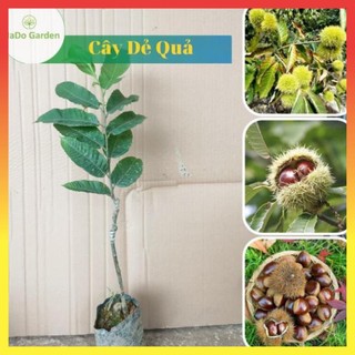 Cây giống Dẻ quả 20 cm,vừa ăn quả vừa làm bóng mát