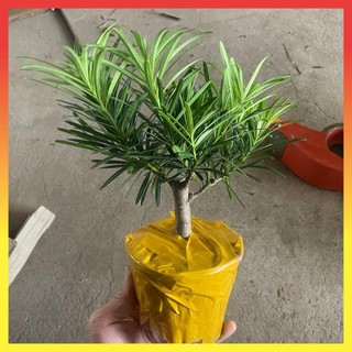 Cây tùng la hán bonsai, Cao 20cm thân gốc to, lá xanh khỏe dáng bắt mắt