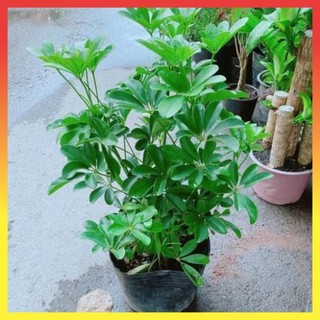 Cây ngũ gia bì lá xanh cao 40cm