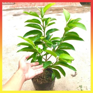 Cây hoa ngọc lan hoa thơm vàng & trắng cao 60cm