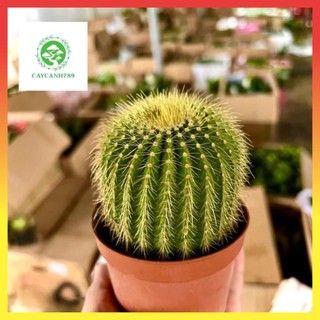 Cây xương rồng cầu vàng