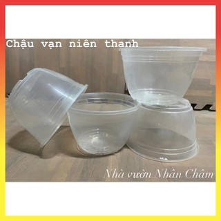 Bát nhựa trồng vạn niên thanh giả thủy tinh để bàn 13$