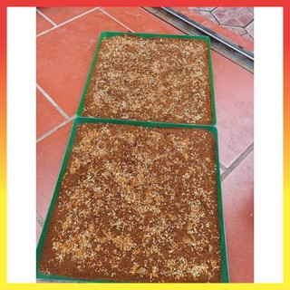 Combo 5 Khay trồng rau sạch, rau mầm màu đen 29$