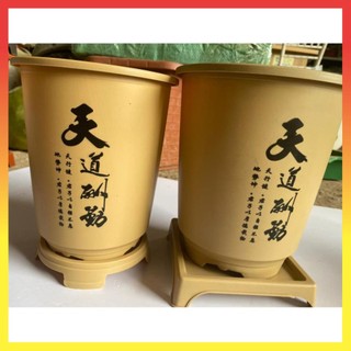 Chậu trồng bonsai chậu bonsai giá rẻ l2 170x195 có 2 màu nâu và vàng 32$