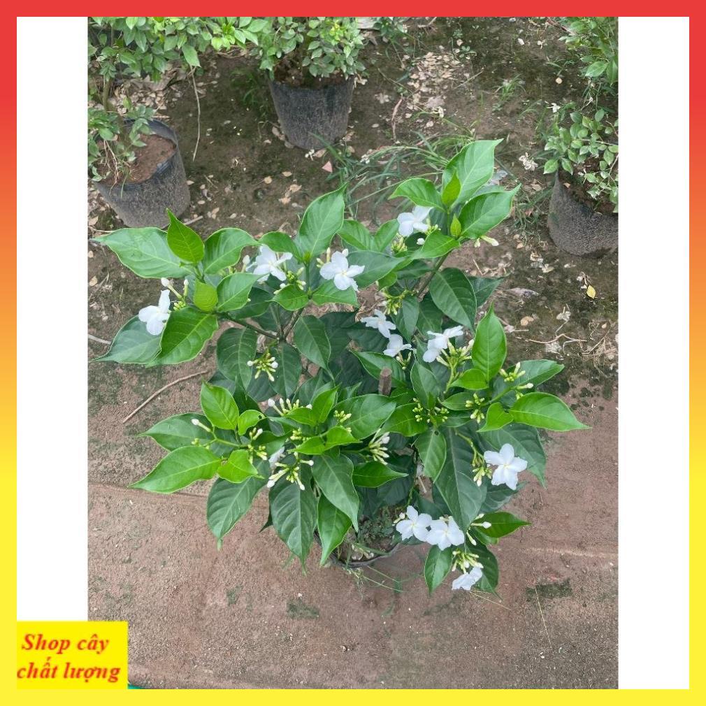 Cây Ngọc Bút Thân Tree