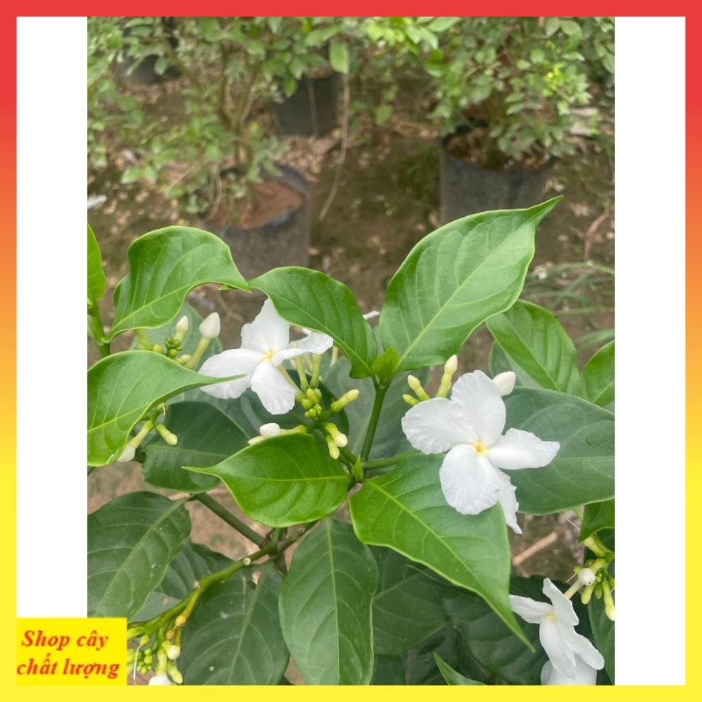 Cây Ngọc Bút Thân Tree