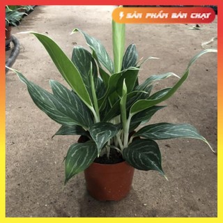 Cây bạch mã hoàng tử mini để bàn 40cm dễ trồng và chăm sóc 51