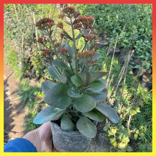 Cây hoa sống đời, chiều cao 20-25cm hoa nở đẹp màu đỏ tươi cực dễ trồng 52