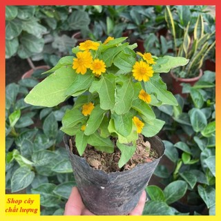 Cây cúc mặt trời
