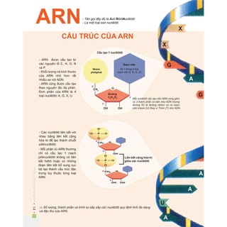 Sách - Đột phá 8+ môn Sinh học (tái bản 2020)