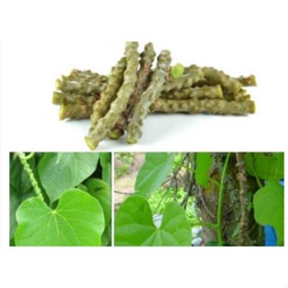 Cây thần thông khô 500gr ( dây cóc, dây kí ninh)