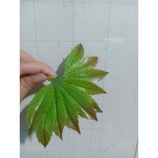Lá đào đất sét, 15k 10 lá