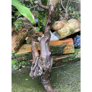 GỖ LŨA NGHỆ THUẬT 408